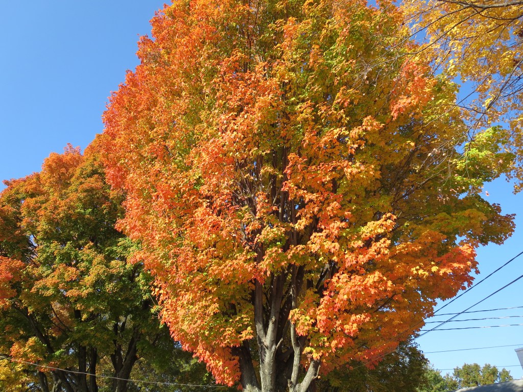 more foliage - sorry, i was obsessed.