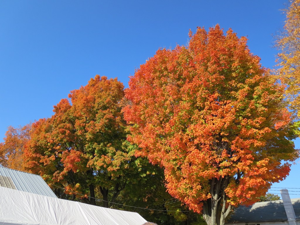 the weather was amazing the whole weekend.  and so was the foliage!