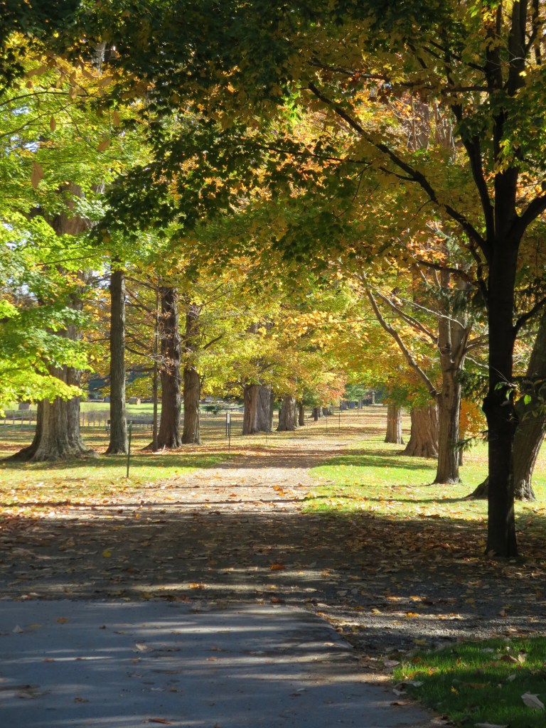 The original driveway to the home, which was just beautiful with the wind moving through the trees.